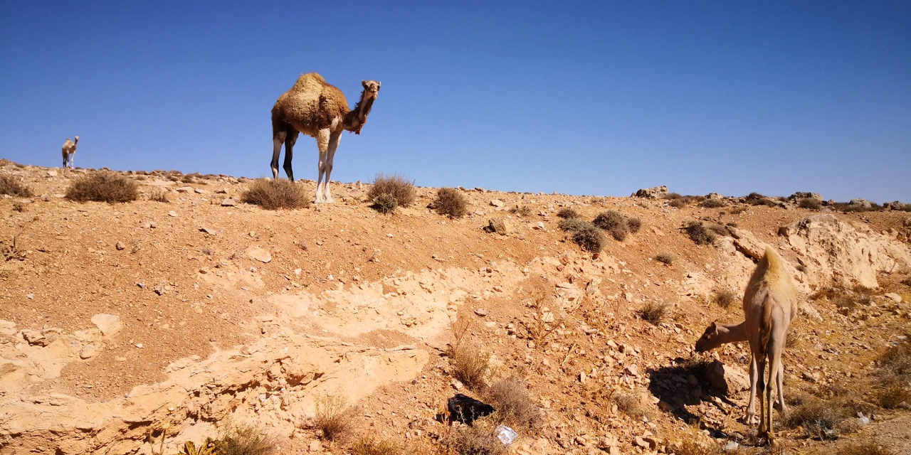 Petra to Abbasseyah Cycling Tour
