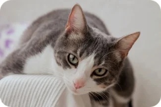 Minou Geometric Pet House