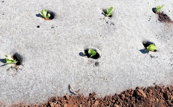 Vegan Biodegradable Mulch
